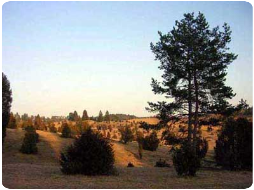 Wacholderheide im Naturschutzgebiet (NSG) Digelfeld (Umgebung Hayingen) 