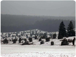 Bei Hayingen Wacholderheide Naturschutzgebiet NSG Digelfeld