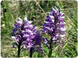Orchideenart Knabenkraut im Gebiet Schopfloch (Umgebung Hayingen)