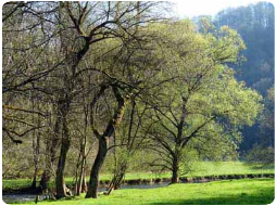 Große Lauter 