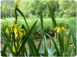 An der Großen Lauter blühende Liliengewächse