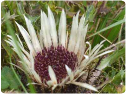 Silberdistel 